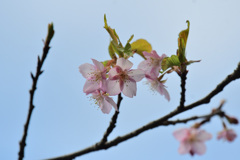 河津桜１