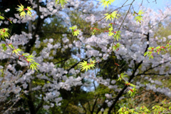 桜とモミジ