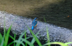 お魚はなし お魚はなし