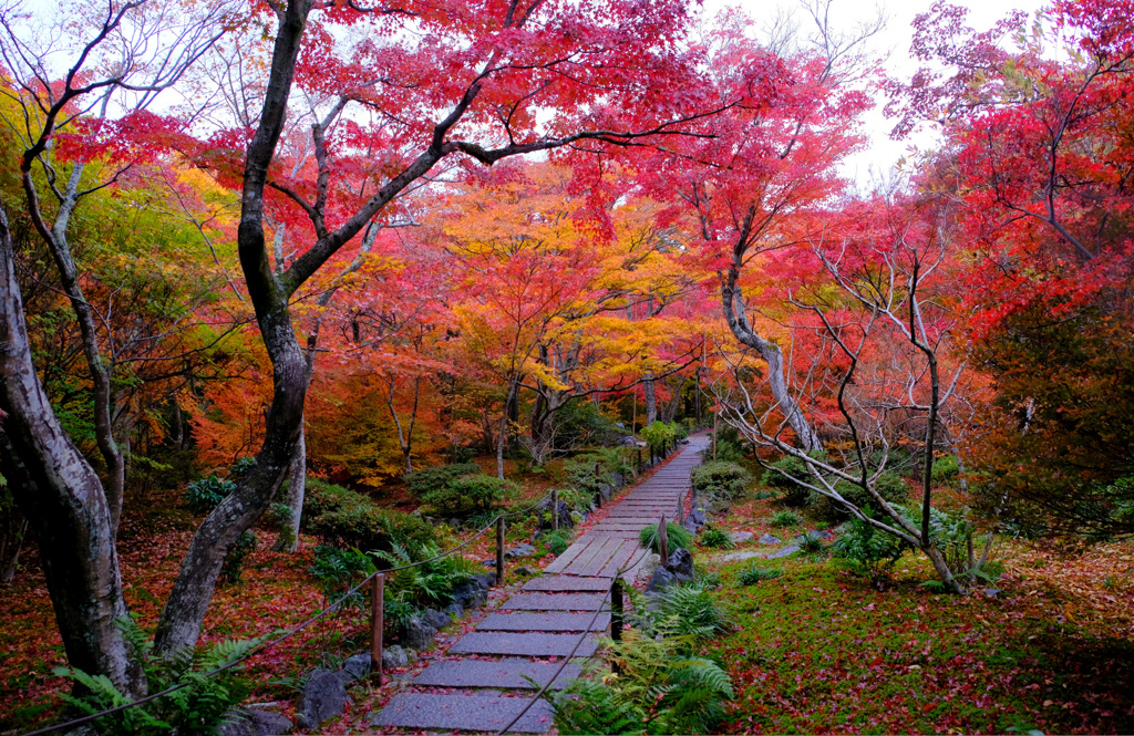 写真展「雨の錦秋」