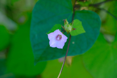 ベニバナマメアサガオ (3)