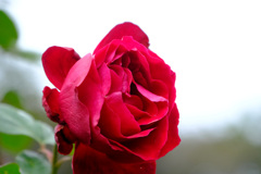 カルーセル(米)