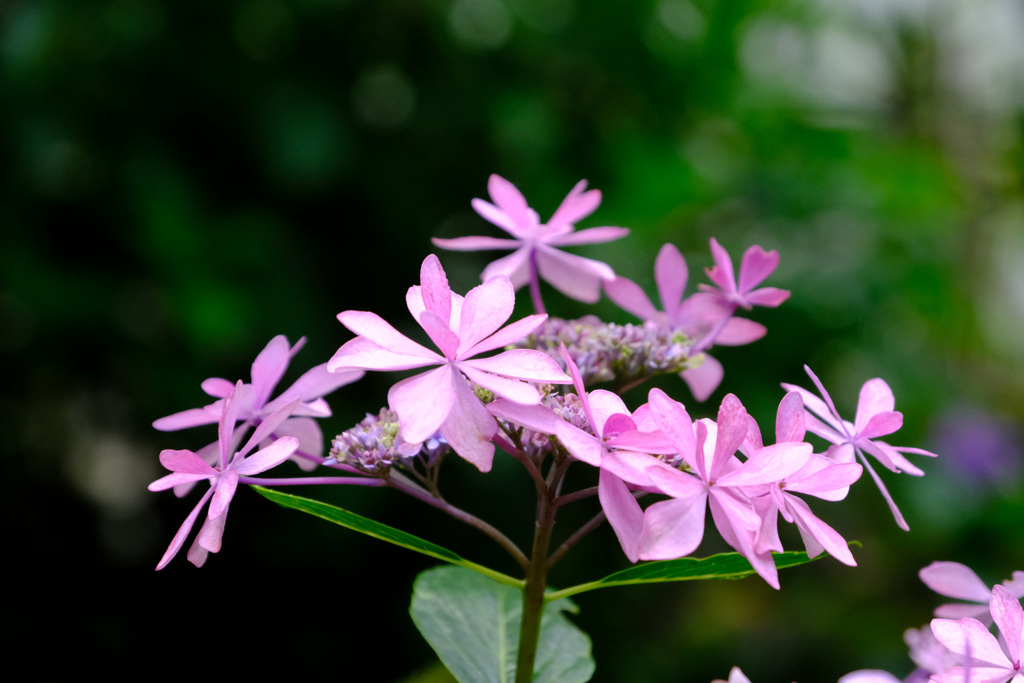 久住の花火