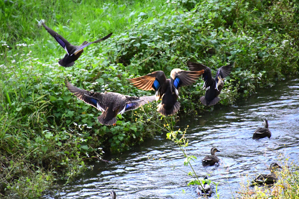 カルガモも飛ぶ