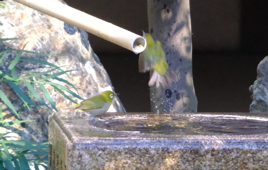 あたしはやめておくわ