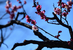 道知辺の花