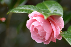 雨の日のオトメツバキ