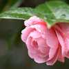 雨の日のオトメツバキ