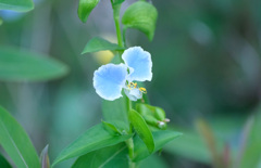 眼鏡露草10時頃 (1)