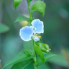 眼鏡露草10時頃 (1)