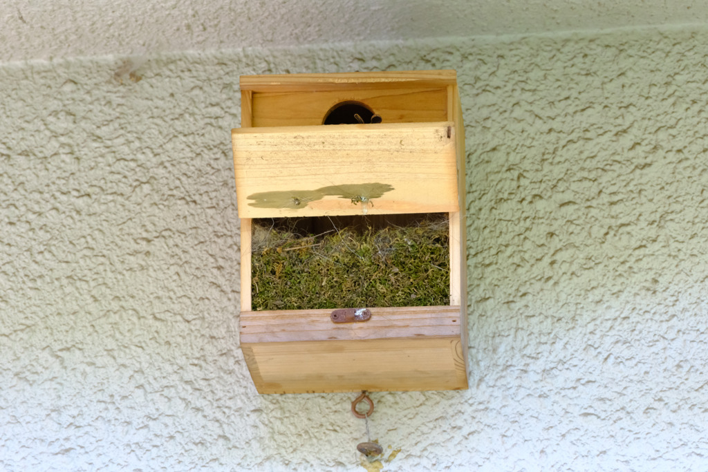 4月27日に巣箱を開けた