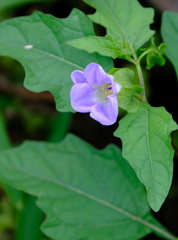 クロホオズキの花