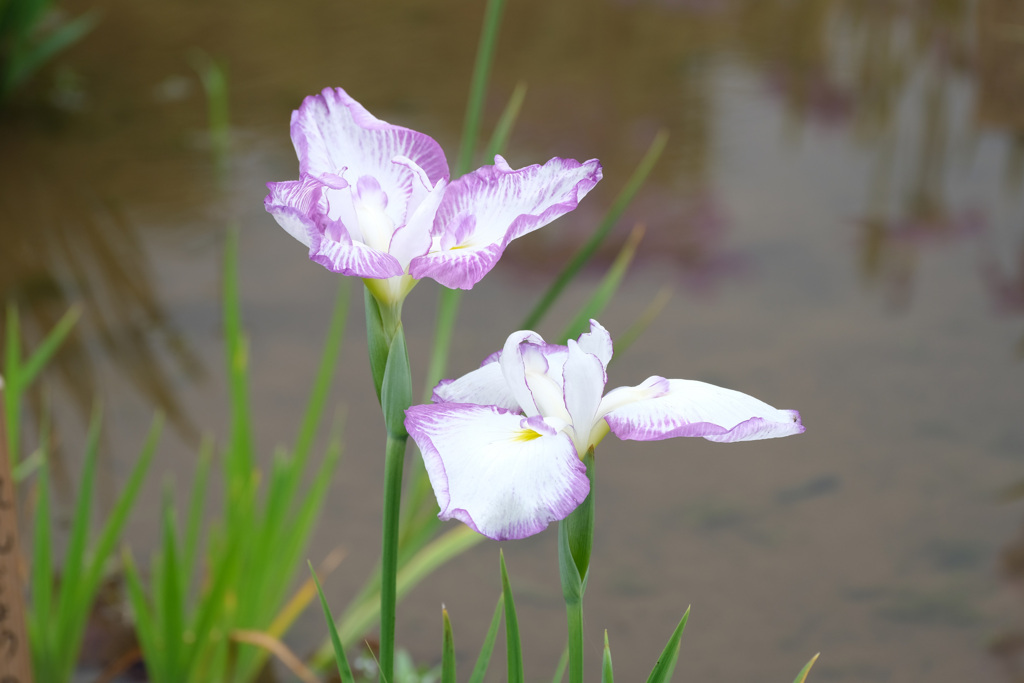 立田川