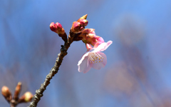 Ａ地の河津桜もう一輪