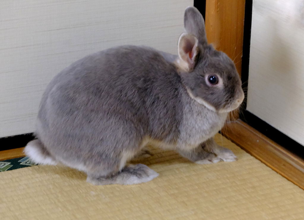 しかられて