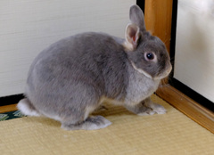 しかられて