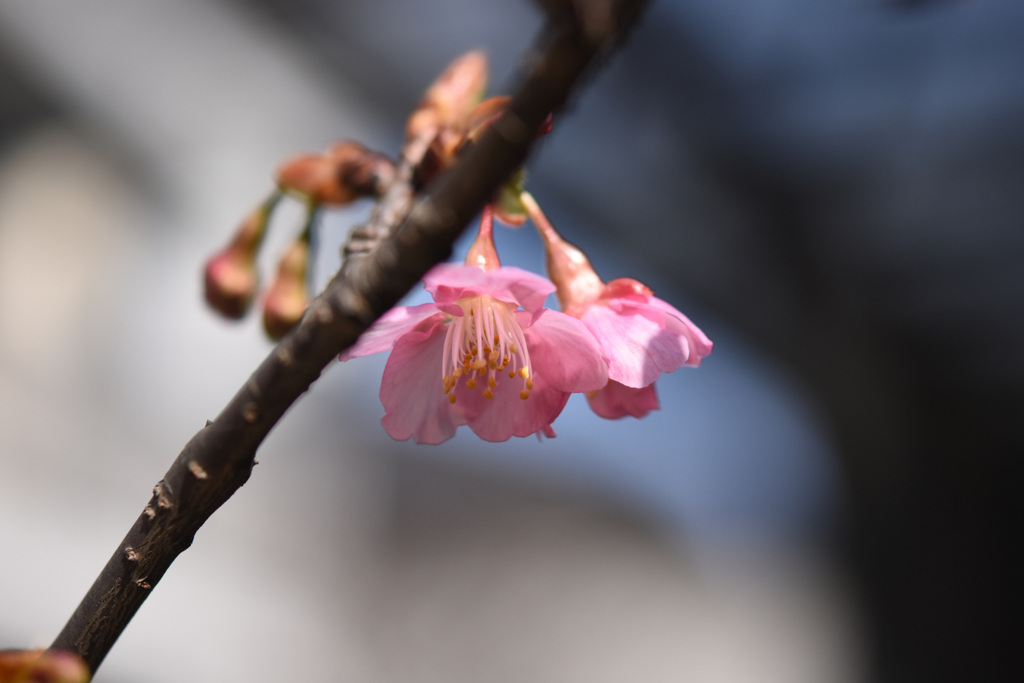 庭河津開花２