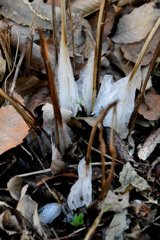 シモバシラの氷華