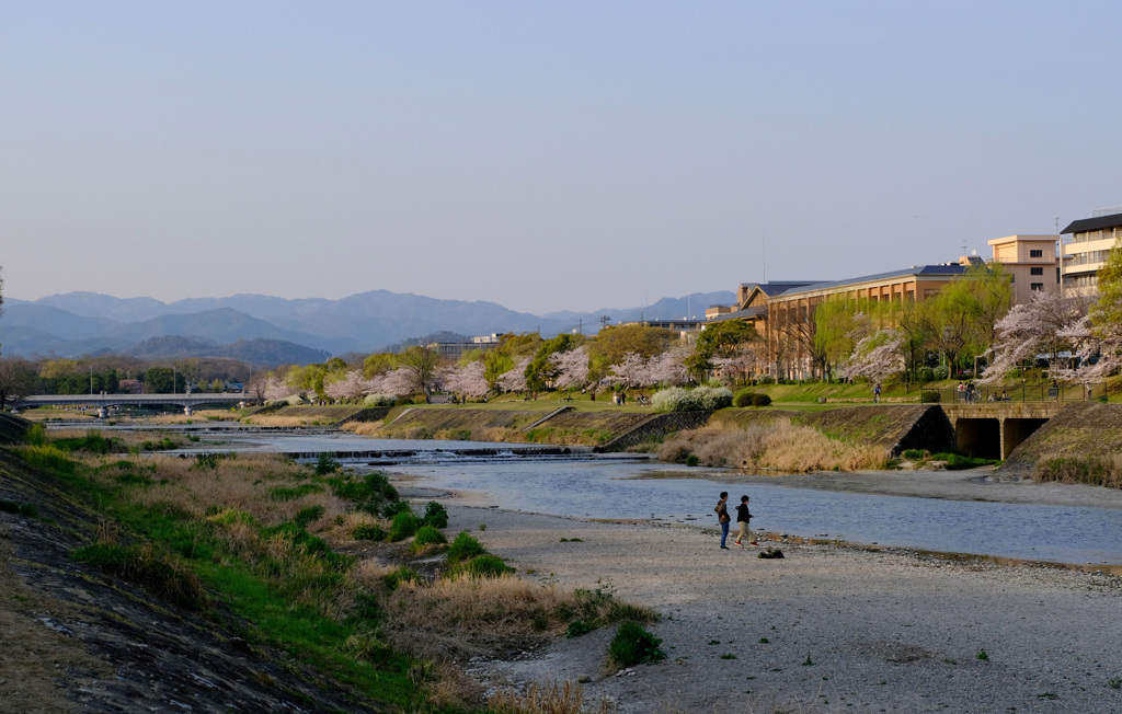 鴨川の桜
