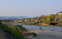 鴨川の桜