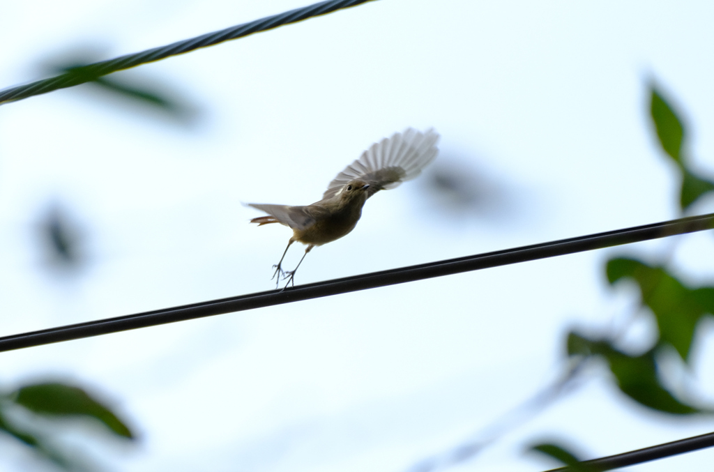 飛ぶよー