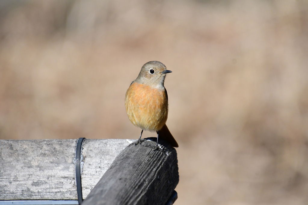 何のために近寄るのか