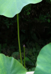 6月22日の花芽