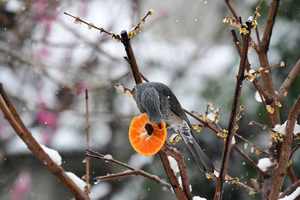 雪の日のヒヨドリ