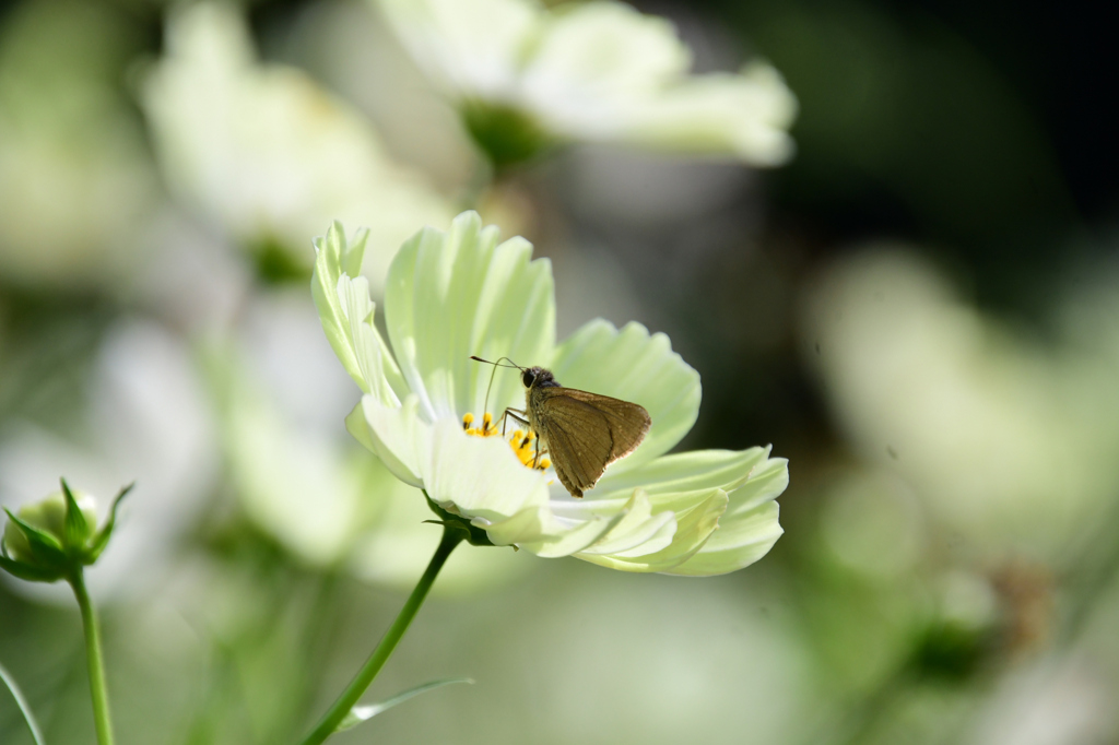 花が似合うセセリン