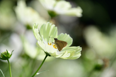 花が似合うセセリン