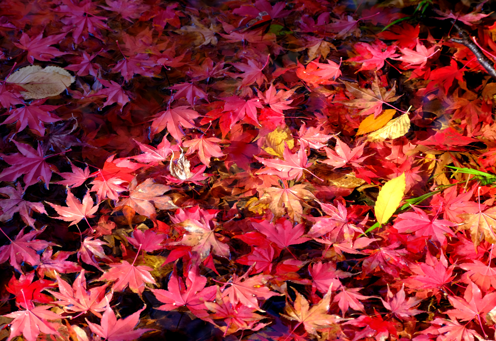 12月水に落ちてもなお美しく