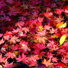 12月水に落ちてもなお美しく
