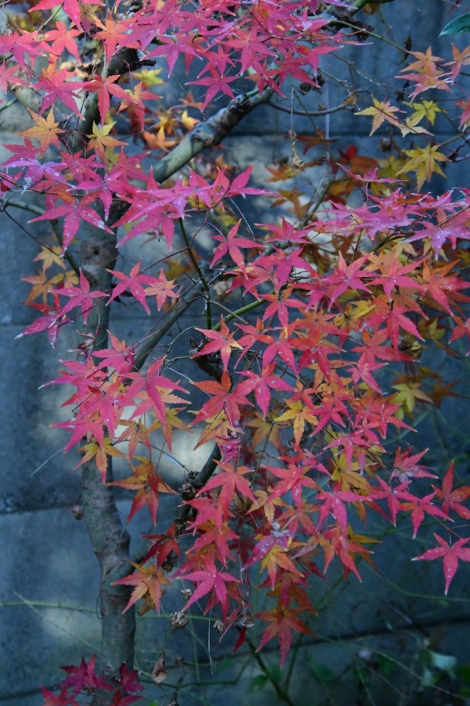 庭の12月22日の紅葉