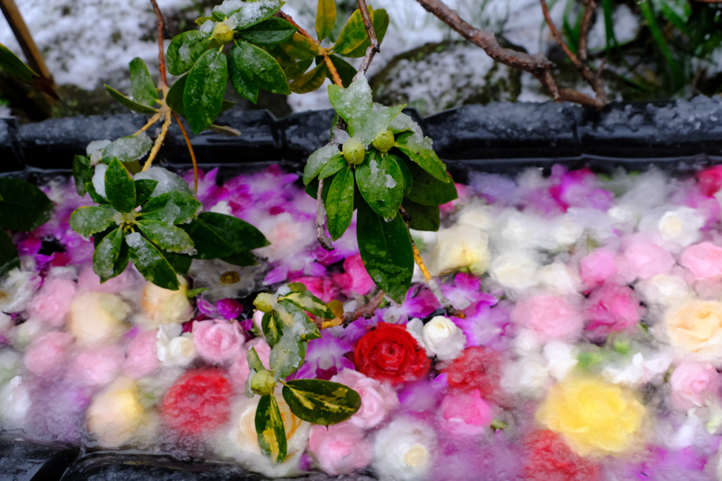 石楠花は蕾