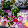 石楠花は蕾
