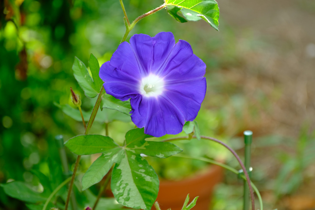 二鉢目の初花