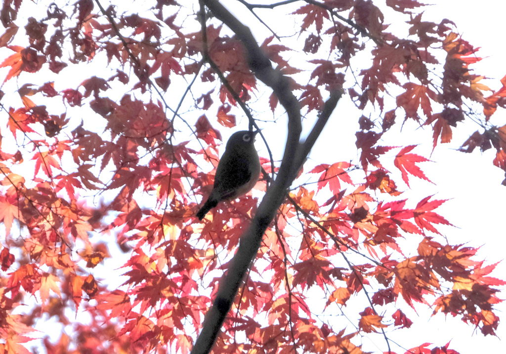 紅葉メジロン