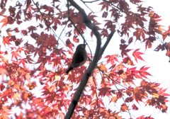 紅葉メジロン