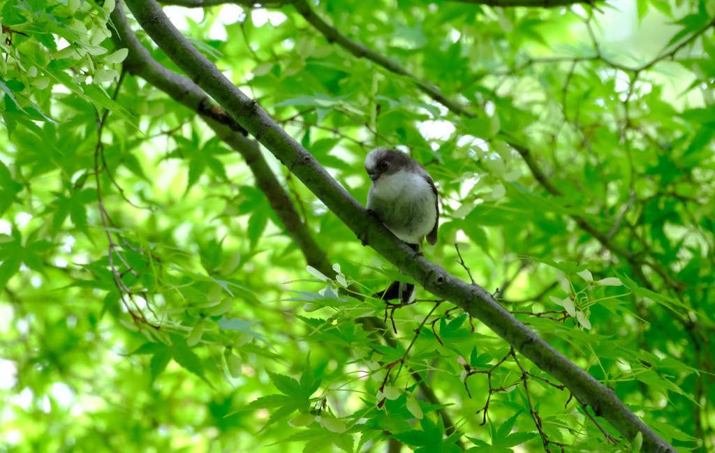 エナガ幼鳥発見