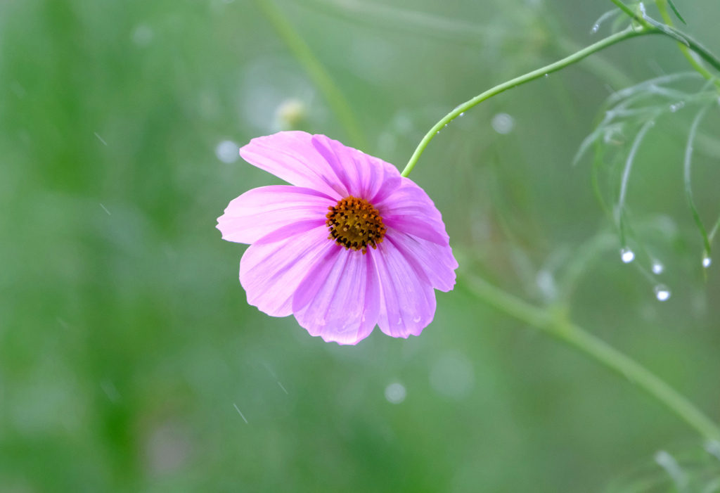 雨の日は１