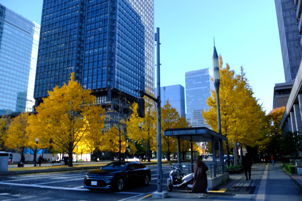 あちこちに銀杏並木が