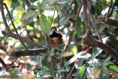 かわいいおとぼけ顔