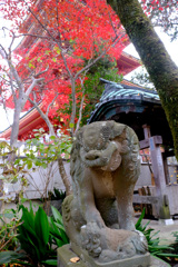 紅葉背負う狛犬