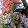 紅葉背負う狛犬