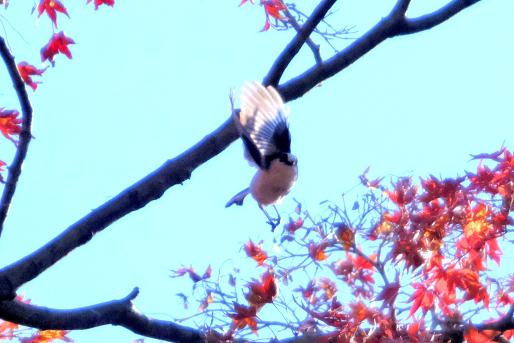飛ぶよ２