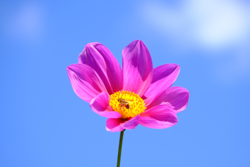 蜂がワンポイント