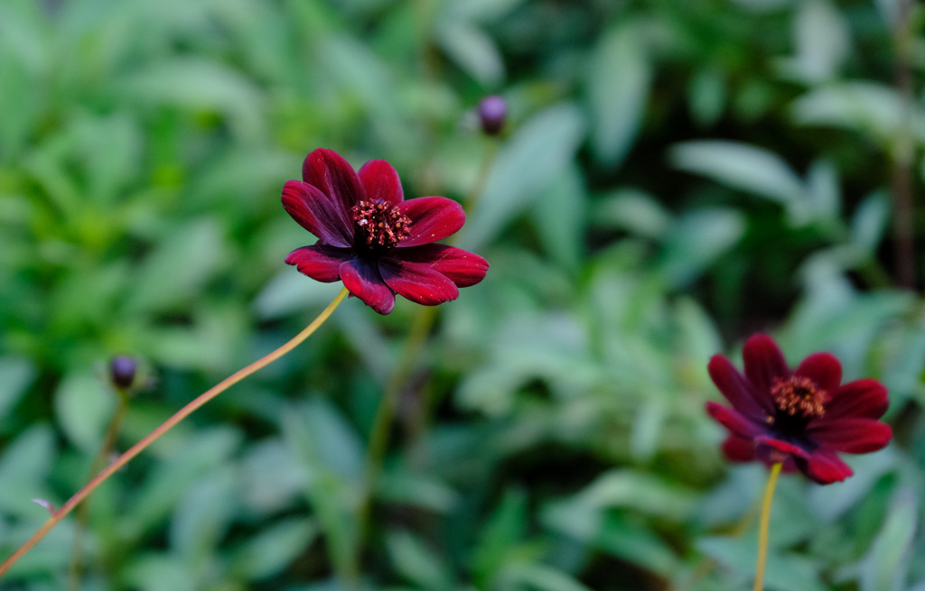チョコレートコスモス