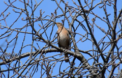 ハチジョウツグミでーす