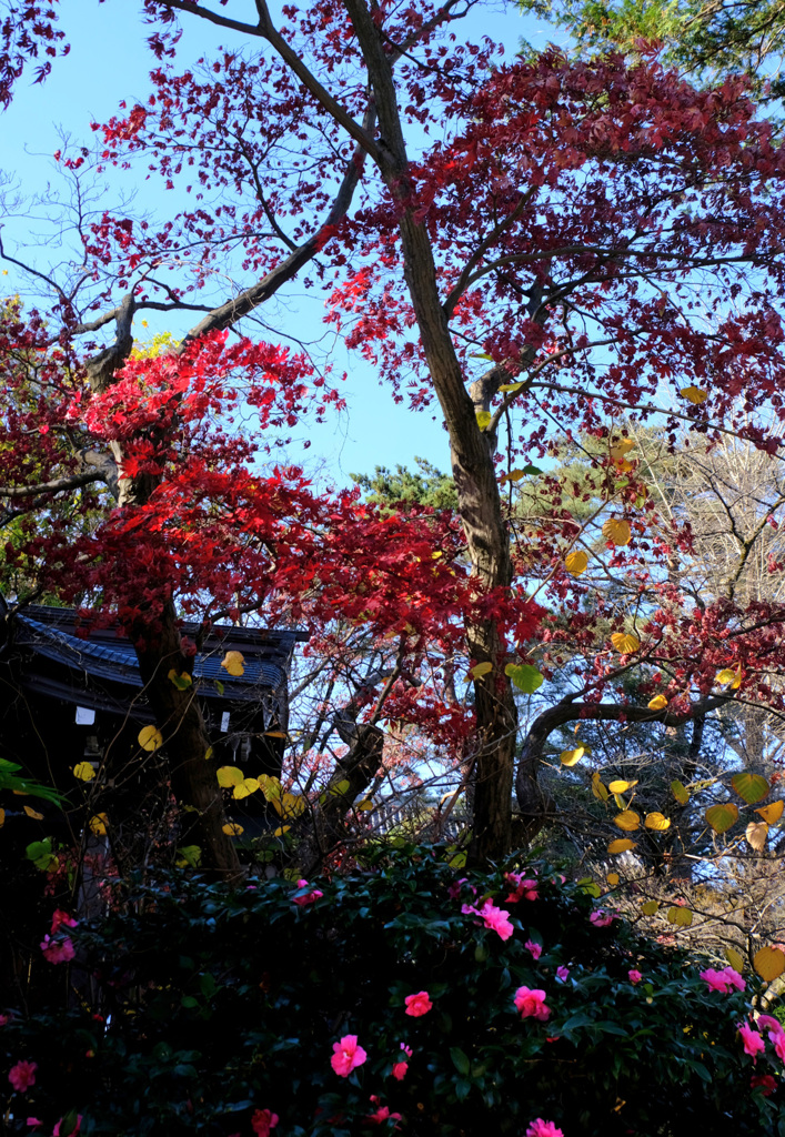 紅葉とサザンカ