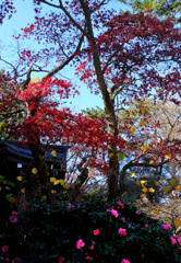 紅葉とサザンカ
